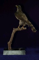 鳳頭蒼鷹藏品圖，第4張